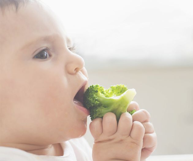 Baby wearing white, holding up a piece of broccoli with two hands and trying to eat it